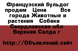 Французский бульдог продам › Цена ­ 1 - Все города Животные и растения » Собаки   . Свердловская обл.,Верхняя Салда г.